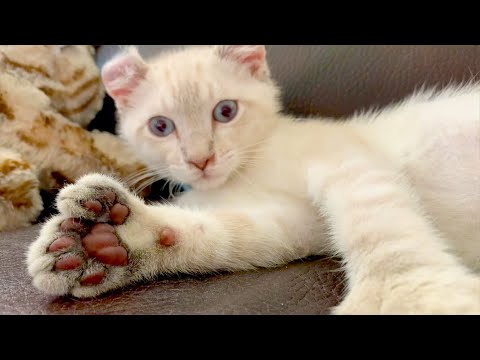 Cat Has An Extra Toe on Each Paw