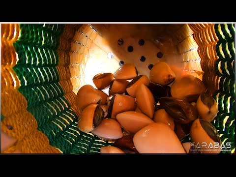 EP395-Part 2 - Kabya Forage and Cook | Occ. Mindoro