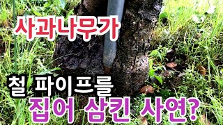 사과재배 사과나무가 지주대를 집어삼킨 사연과 묘목 심을때 주의점과 잘못 심었을때 대처 방법