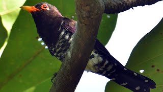 Download lagu 🔴 Kedasih ungu/violet cuckoo untuk masteran paling dicari mp3