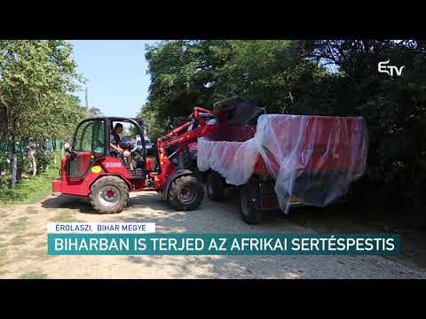 , title : 'Biharban is terjed az afrikai sertéspestis – Erdélyi Magyar Televízió'