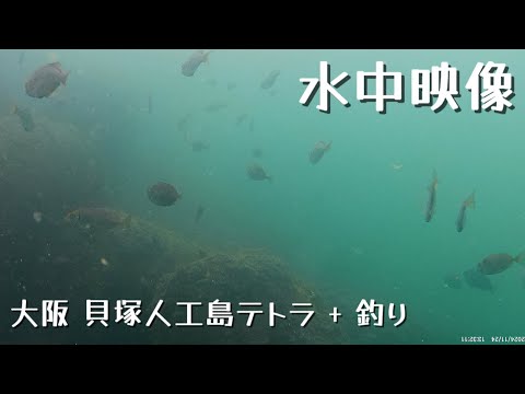 10歳の料理人Cooking by ten-year-old boy