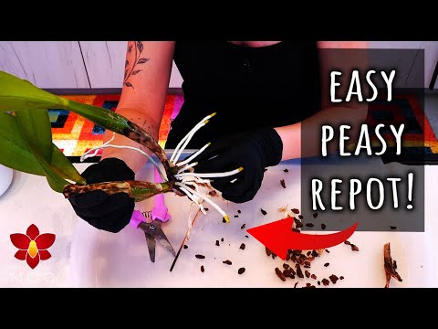 Orchid growing outside the pot? Good! Here's what you do 💁🏻‍♀️