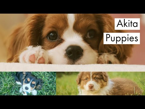 , title : 'akita puppies - japanese akita - akita dog animal breed'
