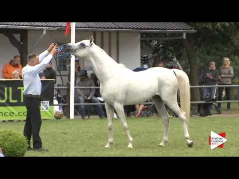 N.154 MARKATTA SAHIB - Ströhen 2015 B-Show - Stallions 7 to 9 years old (Class M)