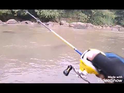 Casting hampala cimuntur