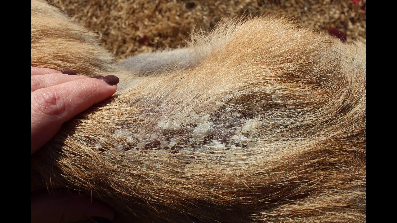 Enlarge Ranger, a Adopted mixed breed in Tulsa, OK video 6/6