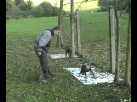 Vrh D (Dante+Delco Aykmar)