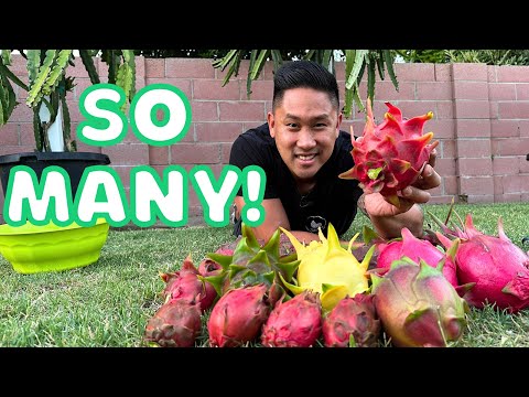 My First BIG Harvest Of Dragon Fruit Season 2023! Lots Of Fruits