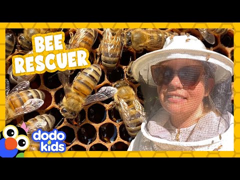 , title : 'Rescuer Puts On Bee Suit And Saves Handful Of Honey Bees | For The Love Of The Wild | Dodo Kids'