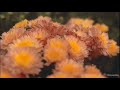 Love Story Where Do I Begin Andy Williams