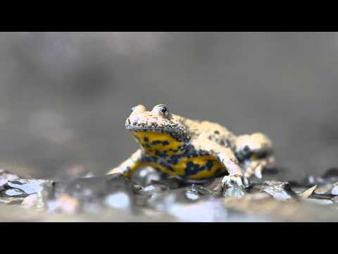Geelbuikvuurpad (Yellow-bellied toad, Bombina variegata)