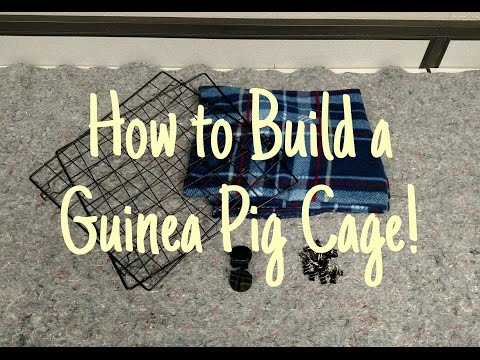 Guinea Pig Cage Setup