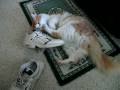 Funny Big Orange Fuzzy Cat Puts His Head In A Shoe