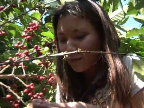 Current TV Vanguard Podlet: Guatemalan Coffee Harvest