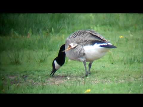 Canada Goose with Angel Wing Powderham Marsh 10.05.16