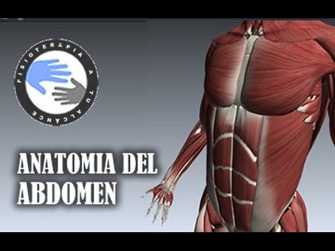 Anatomia y musculos del abdomen