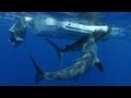2012 Best Shark Attack Videos HD 