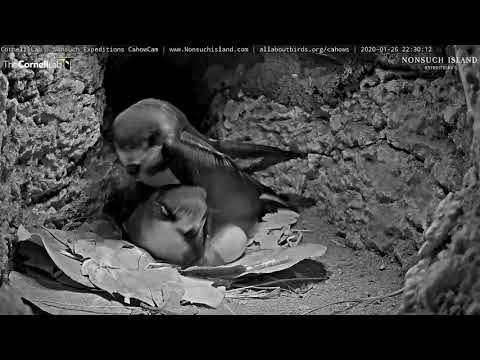 Bermuda Petrels Have A Vocal Reunion In Burrow | Cornell Lab | Nonsuch Expeditions – Jan. 26, 2020