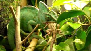 Chameleon eating a lizard