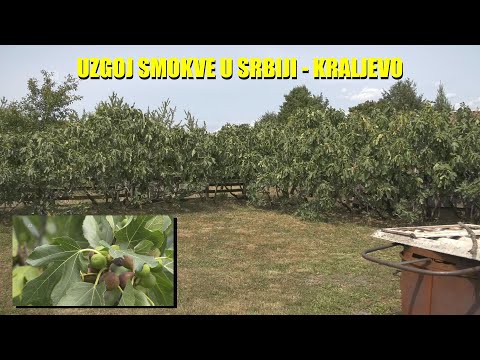 PLANTAŽA MEDITERANSKOG VOĆA u Srbiji  - ovako izgleda uzgoj SMOKVE   raste kao korov !