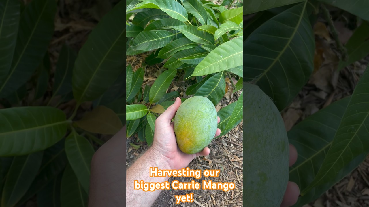 Mango short highlight 3