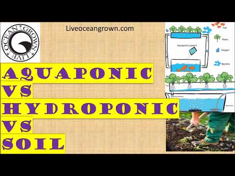 Aquaponics vs Hydroponics vs Soil gardening advantages and disadvantages