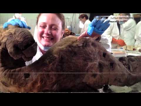 Das Mammut aus dem Eis - Das Genexperiment  - M Akte