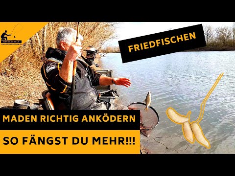 SO ködere ich meine MADEN an - MEINE Lieblingsvarianten