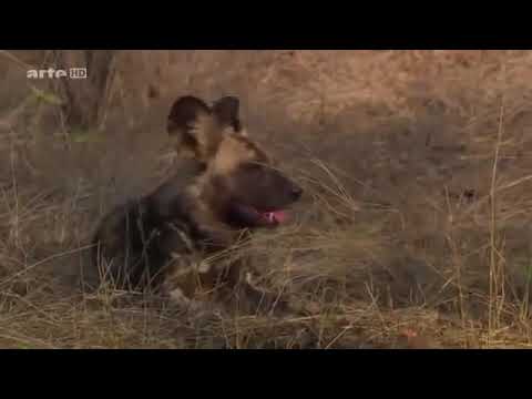 Wildhunde   Afrikas