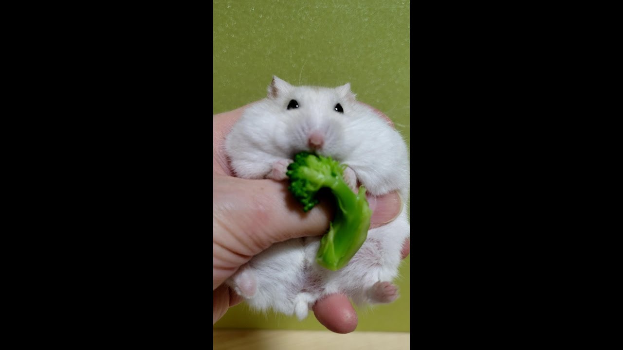 ハムスターどうしてこうなった#Shorts