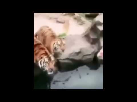 Tiger Blyat (2K Subscribers Special!!!)