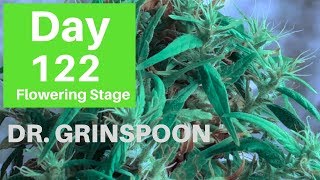 Dr. Grinspoon day 122 of flower