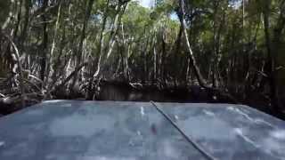 preview picture of video 'Airboat ride at Everglades Florida (HD)'