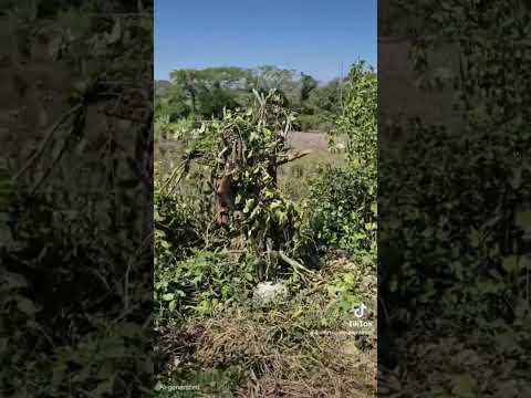 se vende terreno ya con paredes para casa lotificacion brisas de san Diego   el paisnal #naturaleza