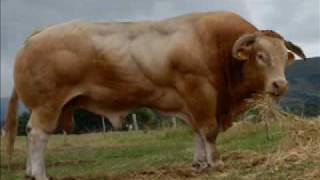 voy a donar mi pene_djdacove.m4v