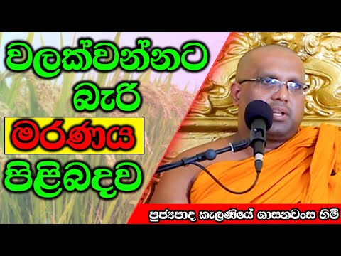 වලක්වන්නට බැරි මරණය පිළිබදව | Kelaniye Sasanawansa Thero | Mindful Wisdom #Bana