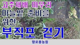 홍고추/건고추 수확후 고추밭 부직포 걷기 작업