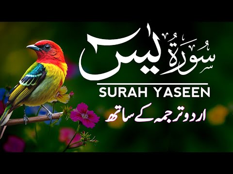 Surah Yaseen Urdu Tarjuma ke Sath | Peaceful Recitation | Episode - 572
