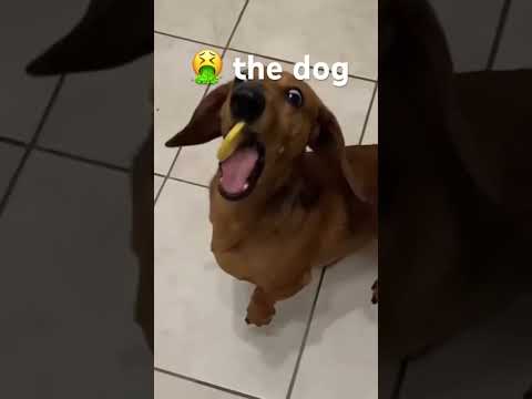 The dog 😂😂😂