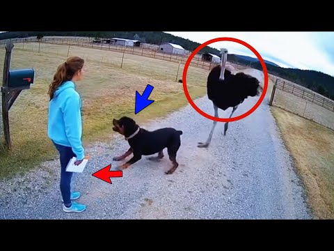 Dogs Protecting Their Owners — Heartwarming Moments — You Made the World Feel Gentle 🐾❤️