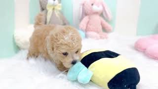 ハーフ犬の動画01