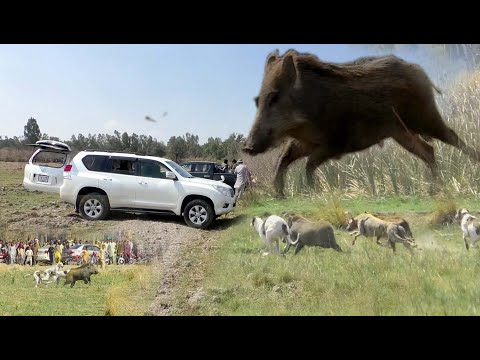 Dog shekar Darra surmy Dogs belon to Malik mustafa khar saemai main kesy dhondha 2022 Part 5