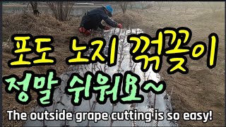 노지 포도삽목 정말 쉬워요!The outside grape cutting is so easy!