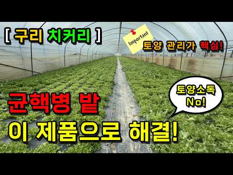 [경기 구리] 치커리 균핵병 이 제품으로 해결!(토양소독 X) 이제 토양관리가 핵심!