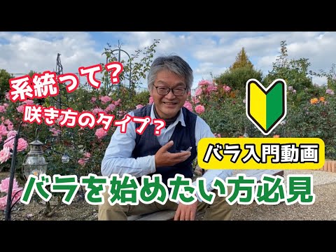 美しいバラの茂みを育てるにはどうすればよいですか？マスターすべき 6 つの基本的なジェスチャー  庭園