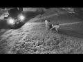 27 Year Old Tortoise Killed During Phoenix Robbery