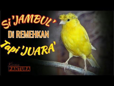Forum anggota termuda Potensi diperlakukan