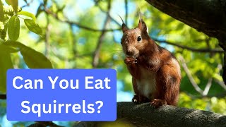 Can You Eat Squirrel from Your Backyard