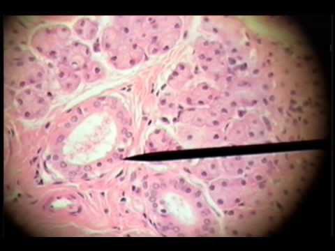 Slide 17 - Salivary Glands - Stratified Cuboidal